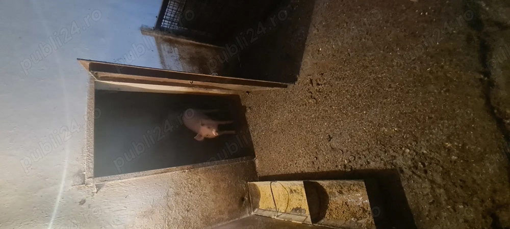 Vând purcei marele alb landrace 