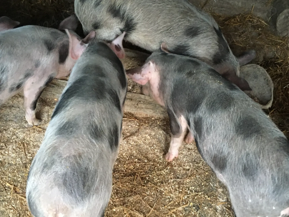 Vand 5 purcei de 3 luni 