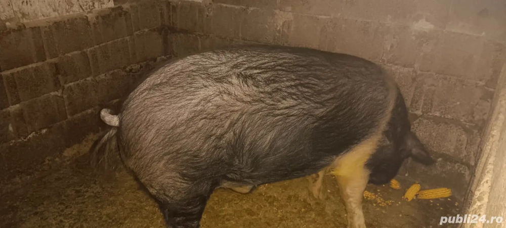 porc bazna pt sacrificat