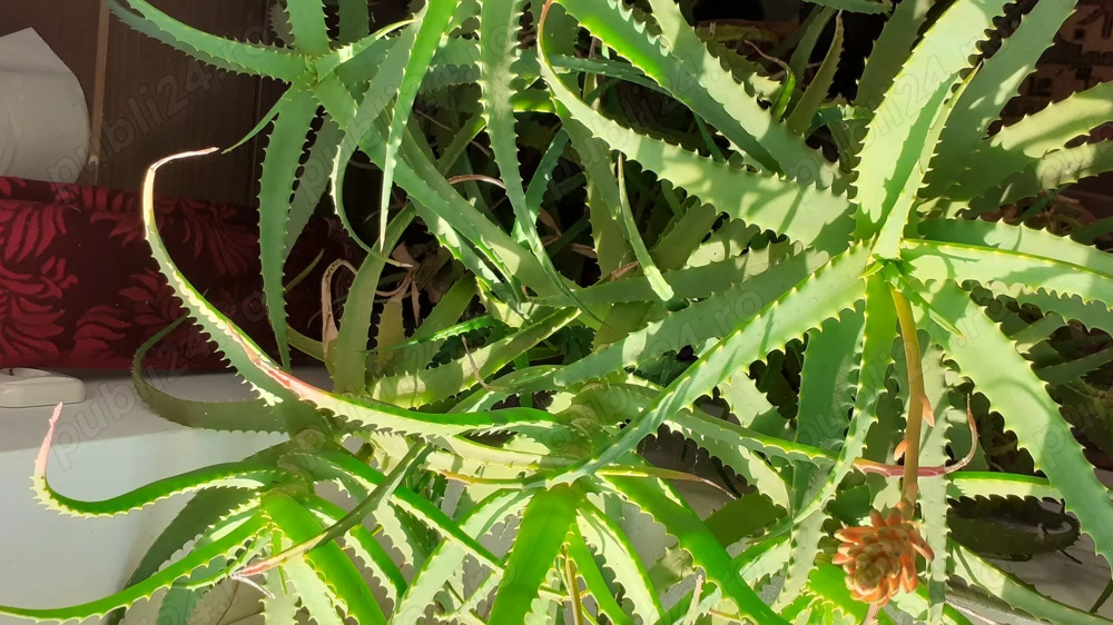 Aloe Vera de peste șapte ani