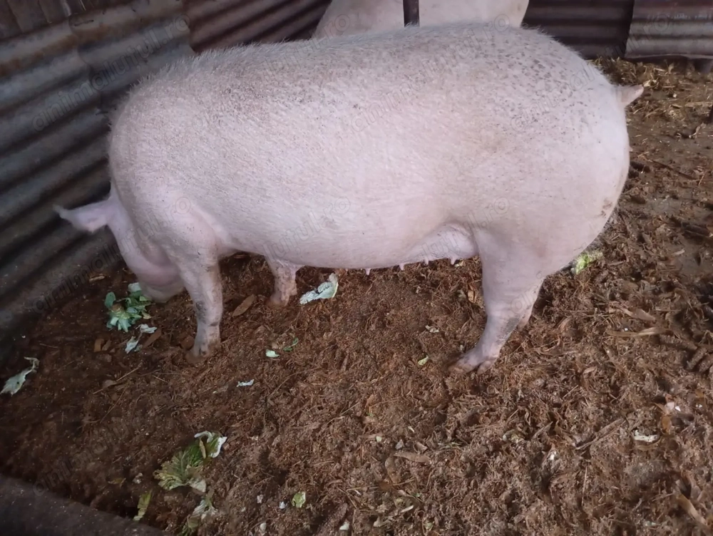 Porci de vanzare 