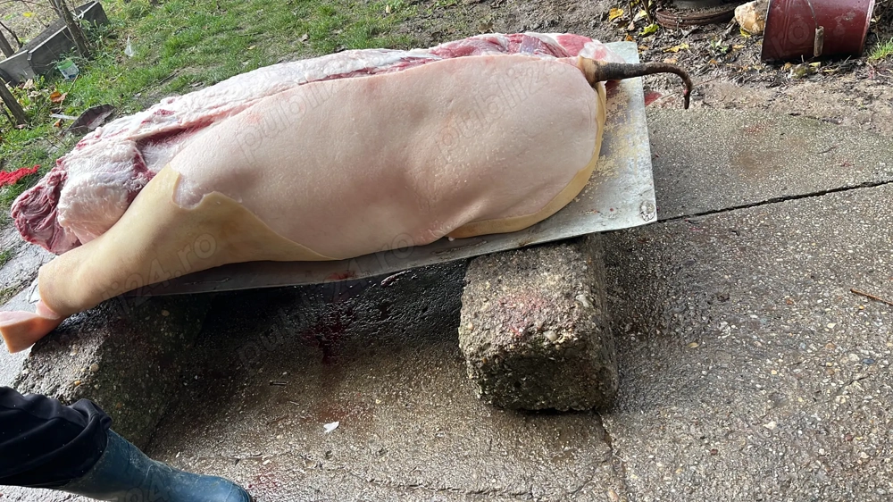 Porci de țară de vânzare