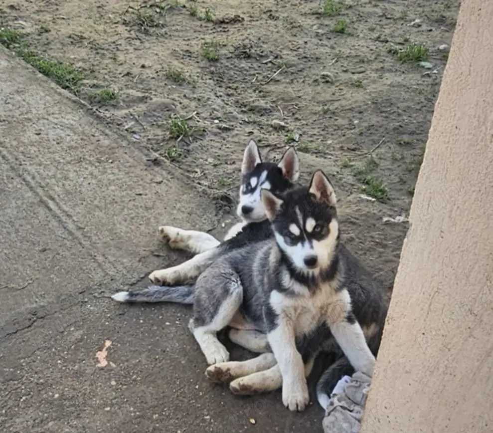 Cățeluși Husky Siberian 9 săptămâni 
