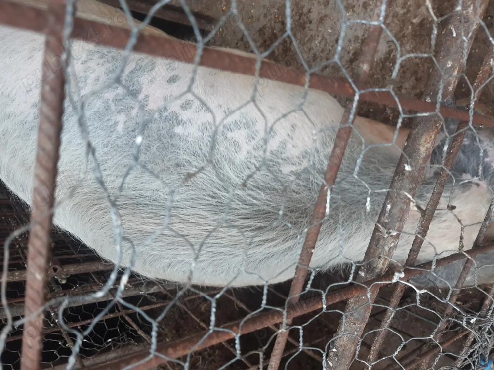 Porc 220 -230 kg popesti-valcea