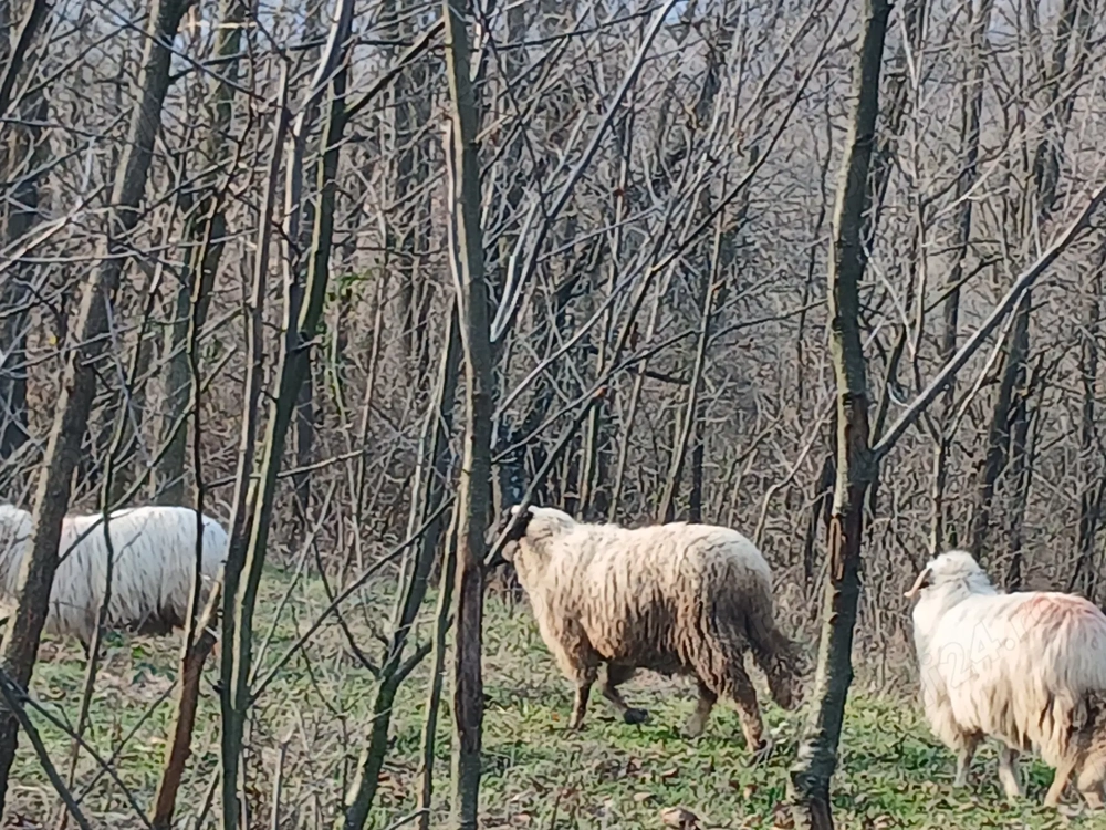 De vânzare 1berbec sulfok 