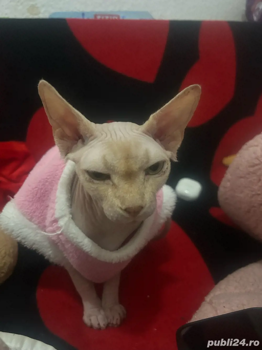 pisica sphynx sfinx varsta 2 ani jumate 