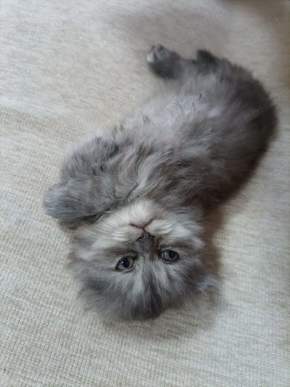 Pisicuta scottish long hair