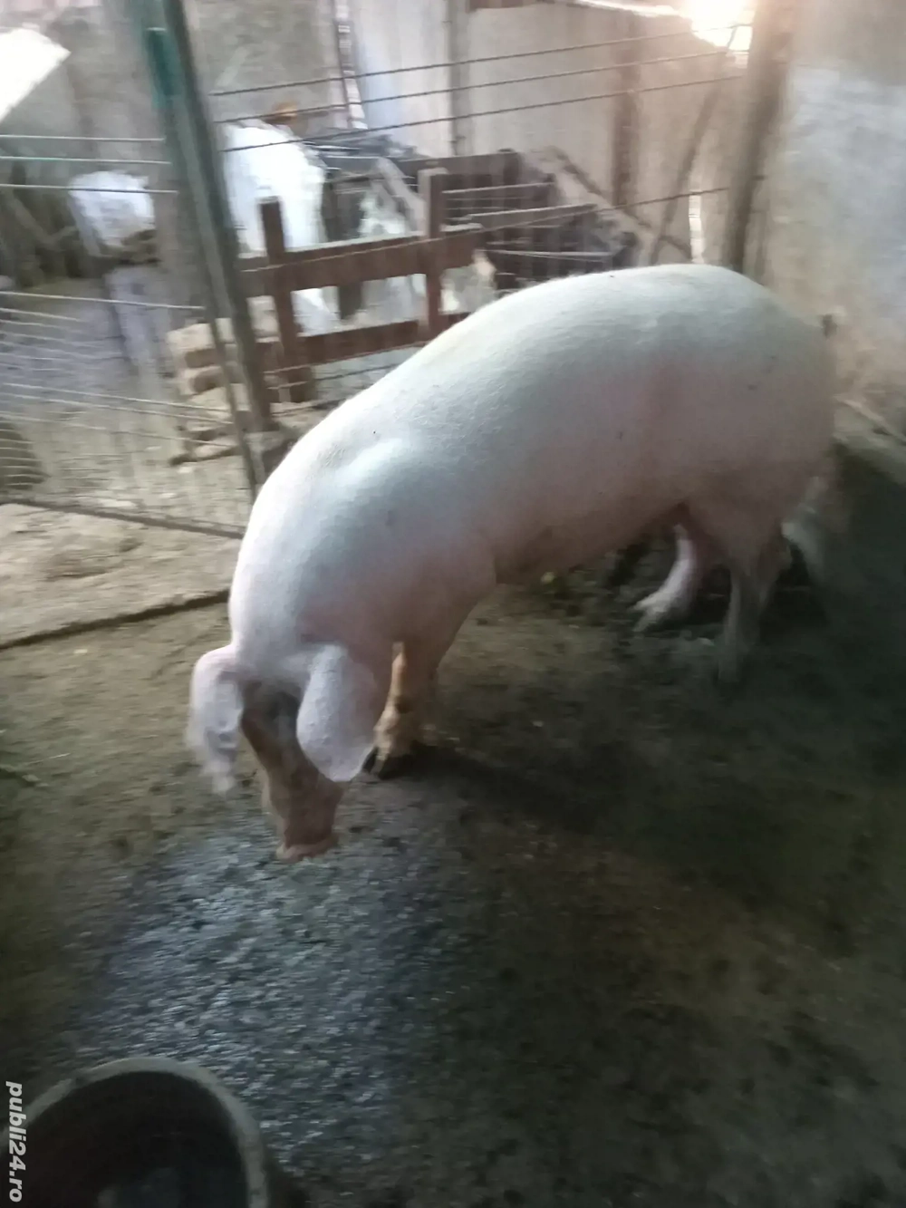 vand porc sacrificat(carcasă)