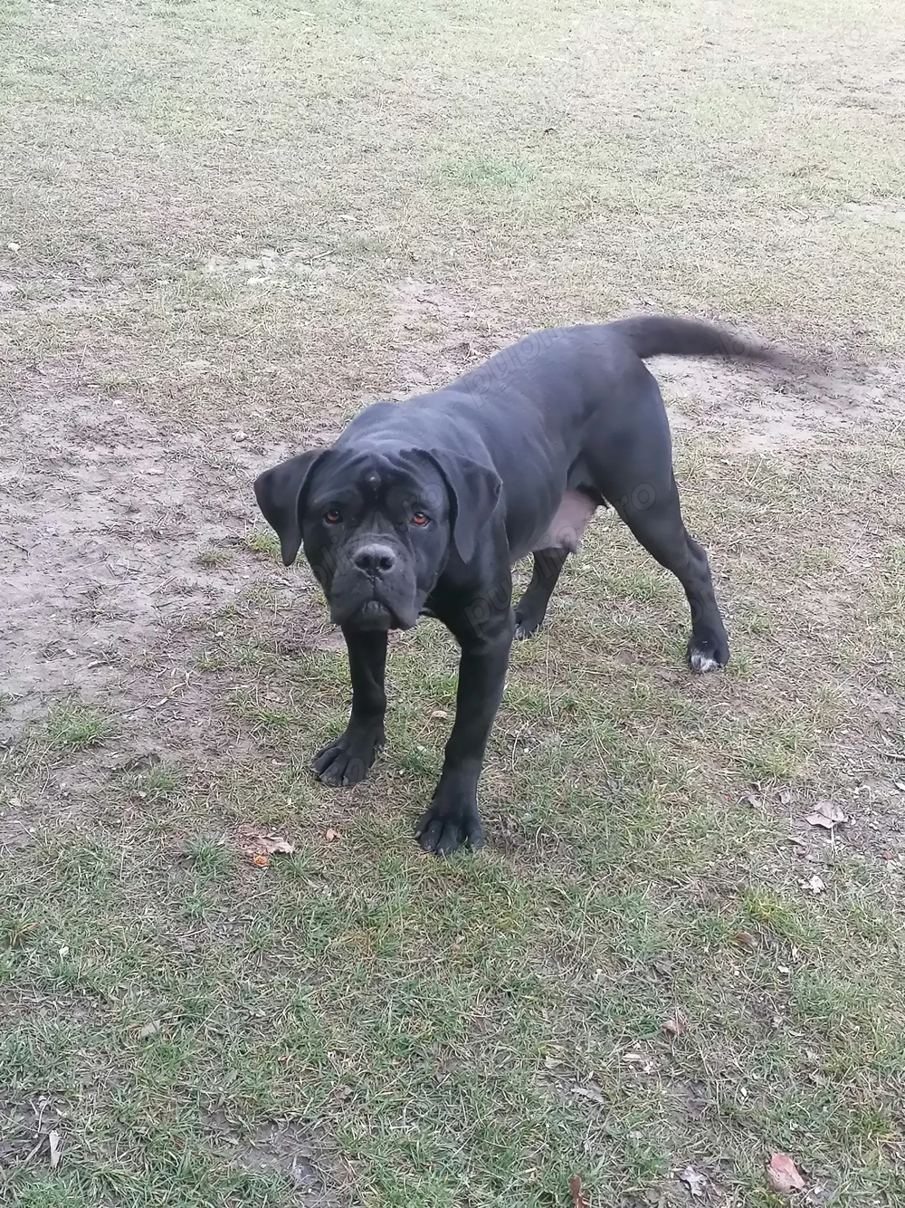 Cane corso femela vârstă 2 ani!