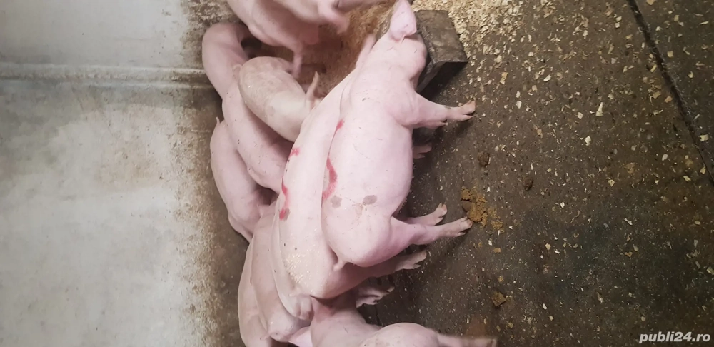 Purcei de vanzare rasa de carne