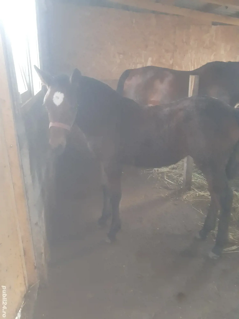 manza vanzare are 5 luni