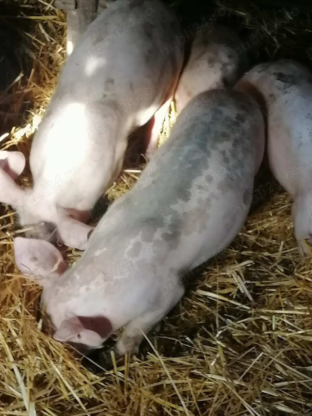 Vand purcei crescuți numai cu cereale 