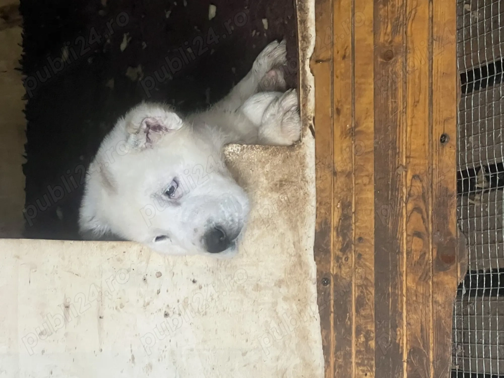 Pufosenii superbe caută noi stăpâni iubitori 