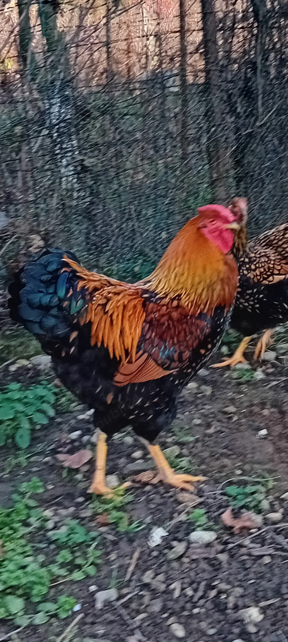 Cocoșii  rasa welsumer, wiandot