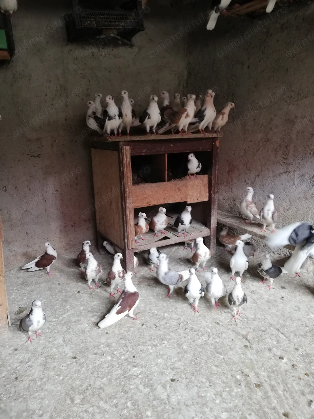 De vânzare porumbei jucători de Amara