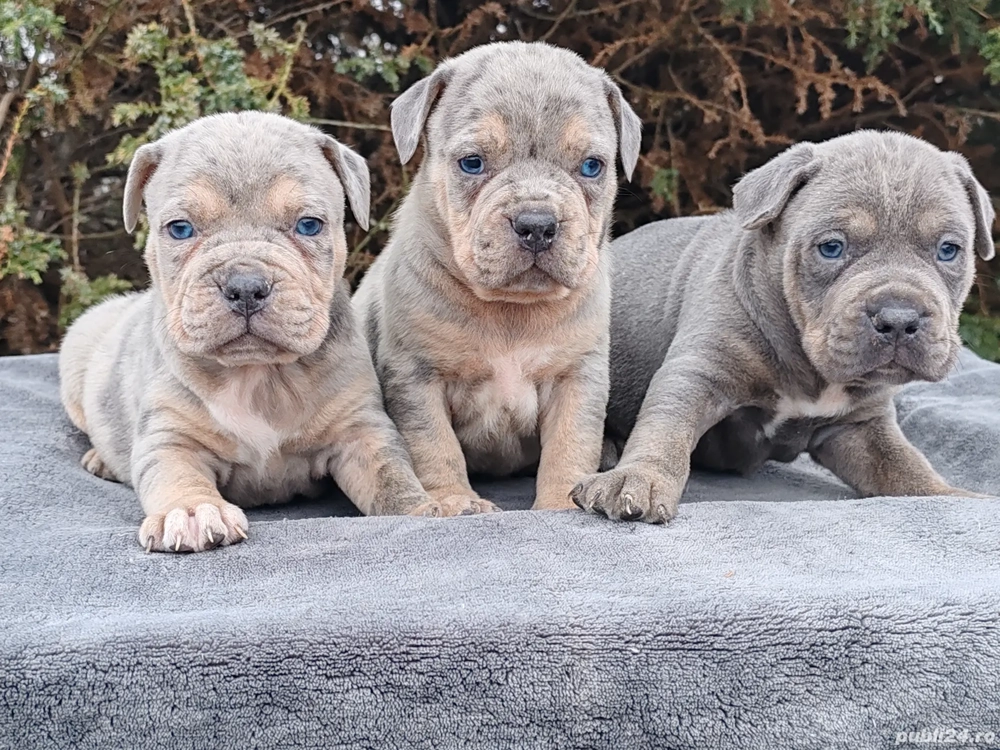 America Bully pocket 