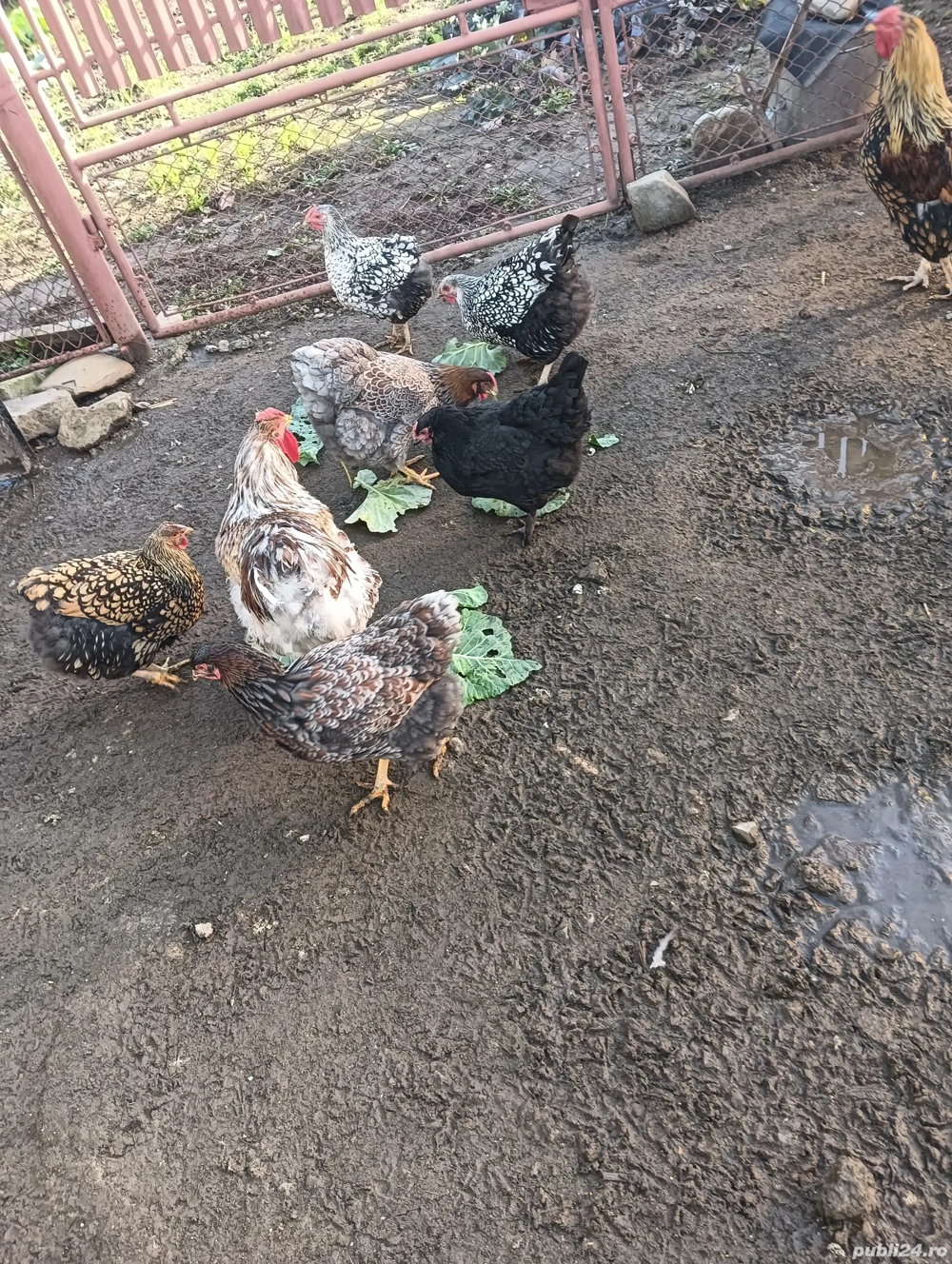 găini wyandotte 