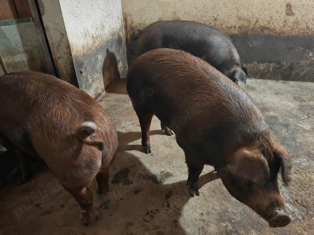 Porci rasa duroc de vânzare 
