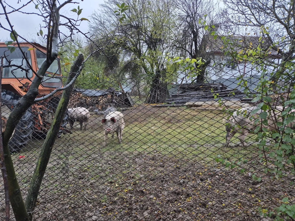 Vand porc de carne crescut bio