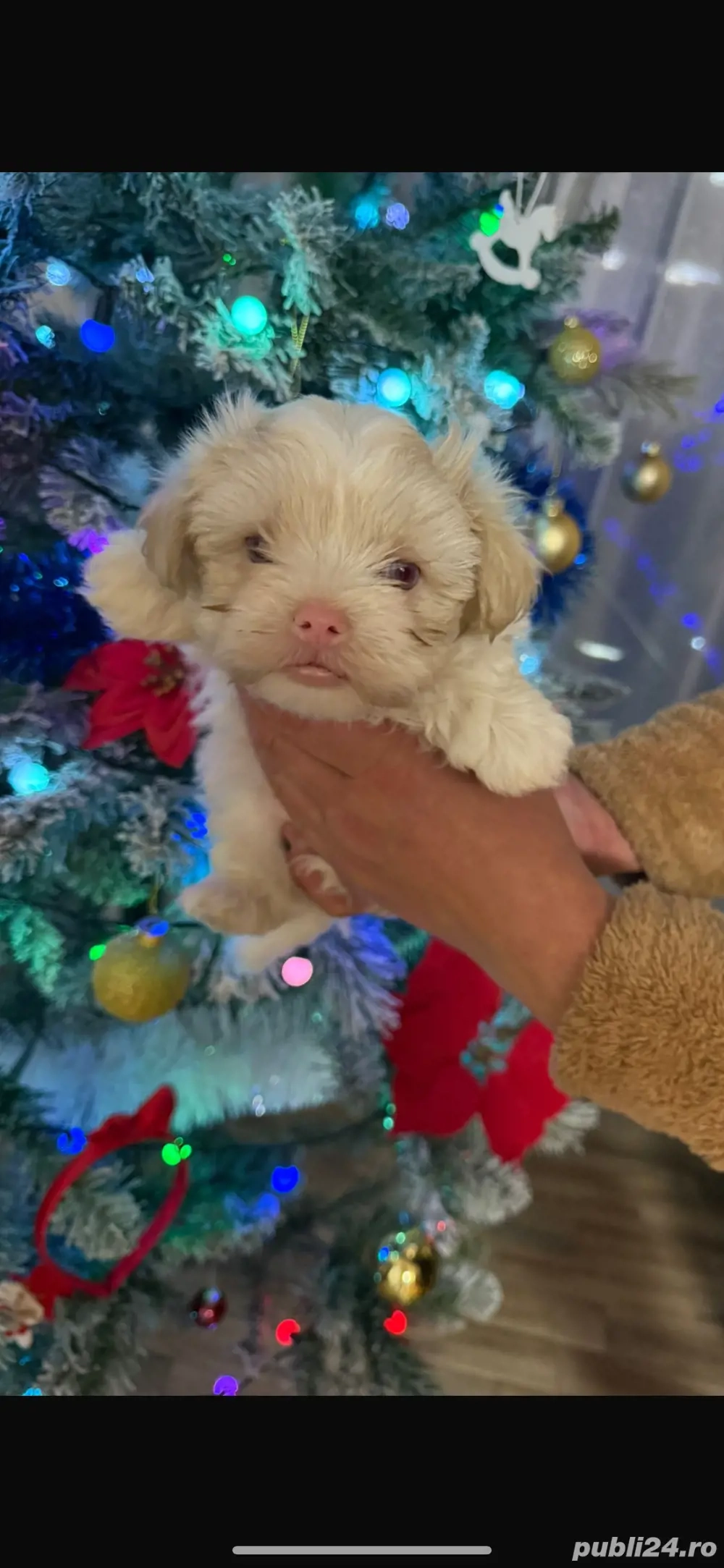 cățeluș caută familie