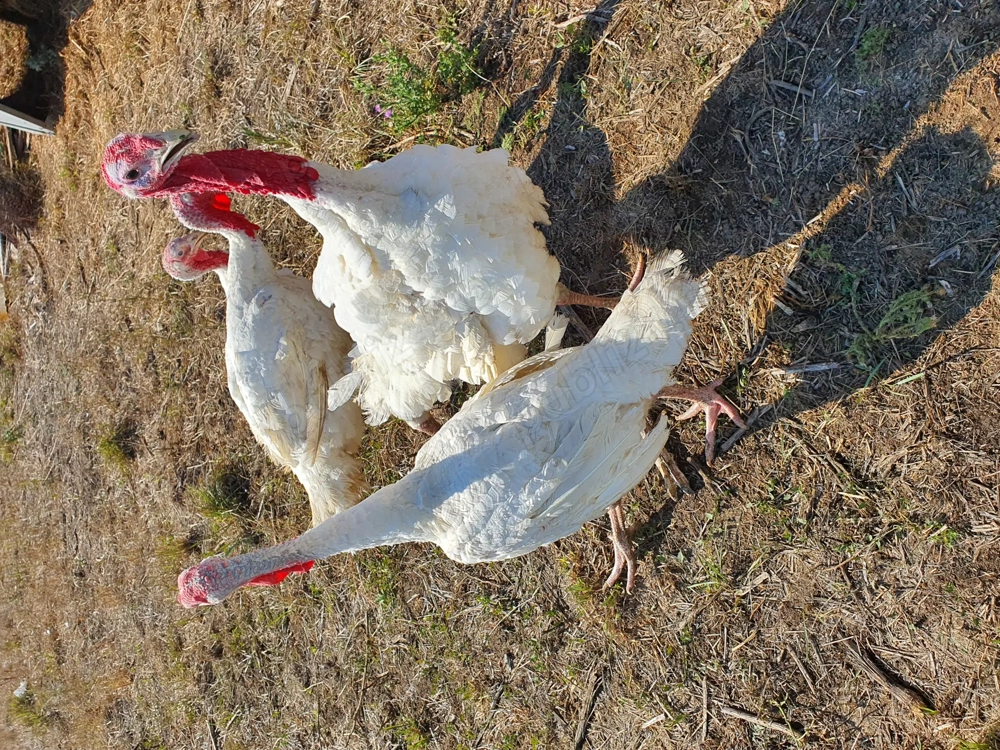 Vand curci curnani BIO de carne 35 lei kg 