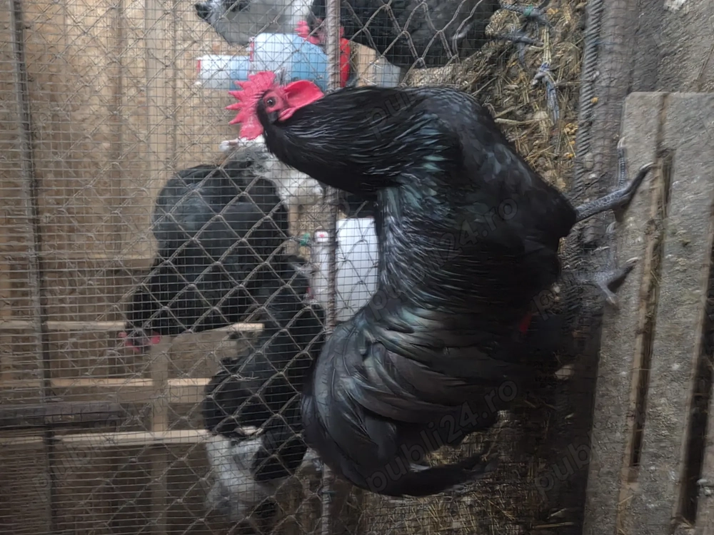 Australorp negru si albastru