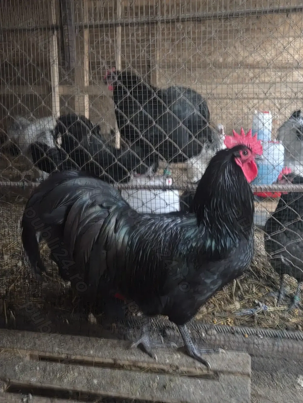 Australorp negru si albastru