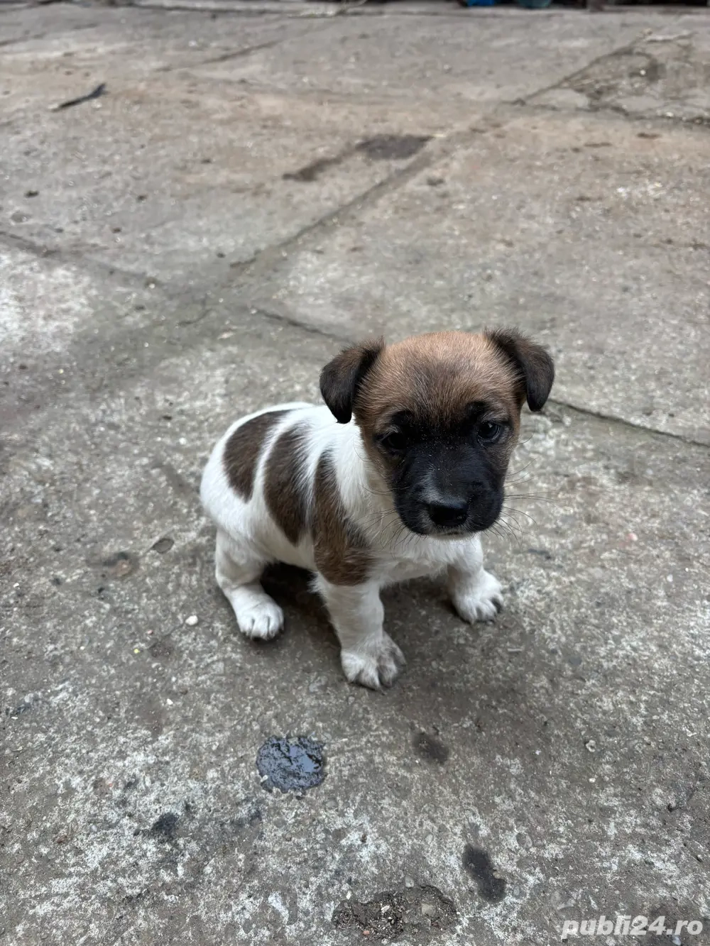 Jack russell terrier