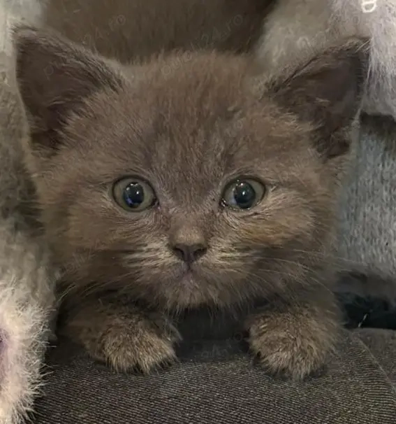 Pisoi British Short hair blue