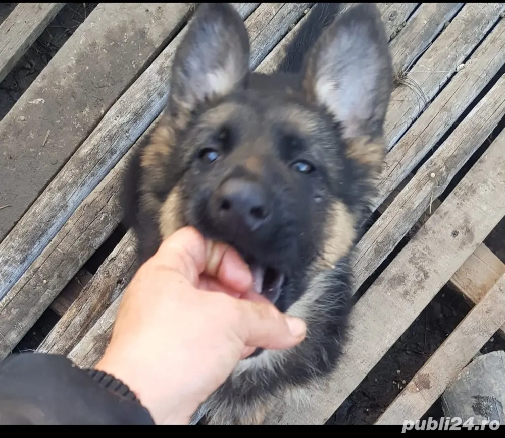 Pui,ciobanesc-german 