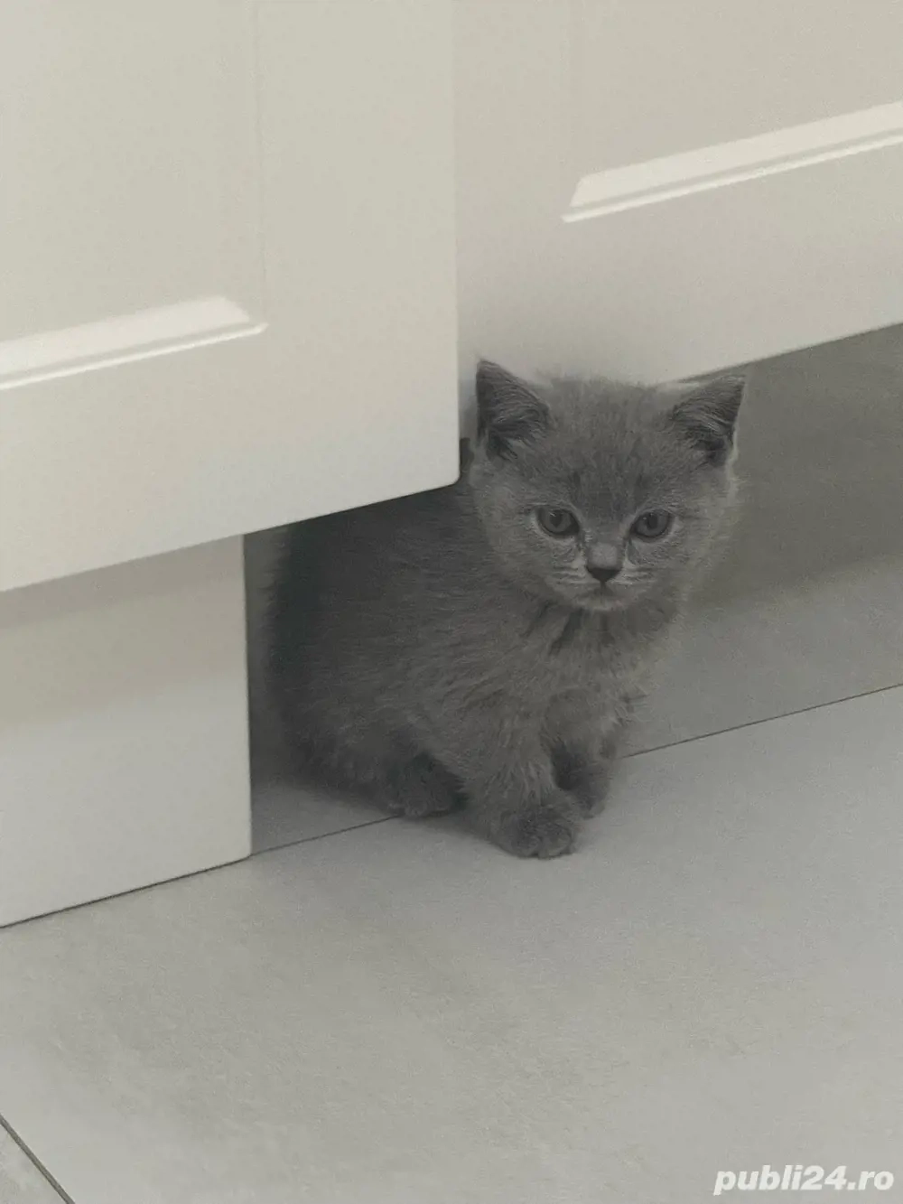 British Short Hair Arad