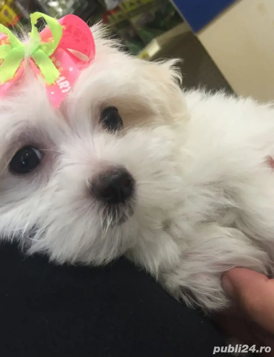 Bichon Havanez talie mică 