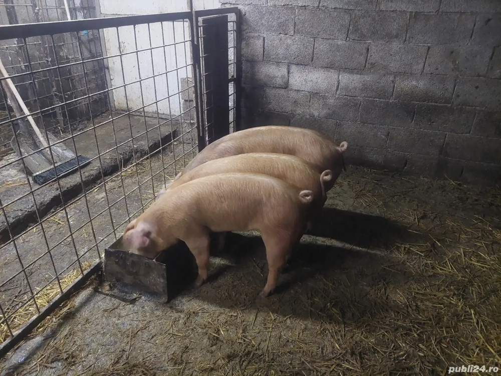Purcelusi Duroc x pietrain