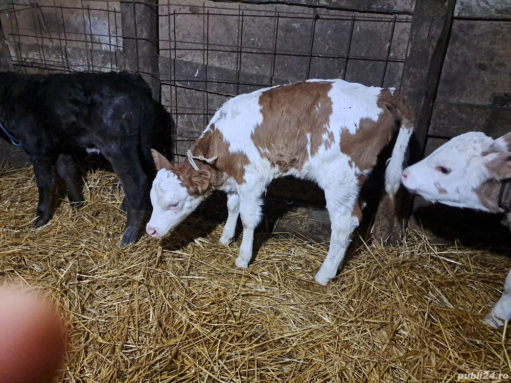 vind 3 vitei 2 vitele si 1 tauras.