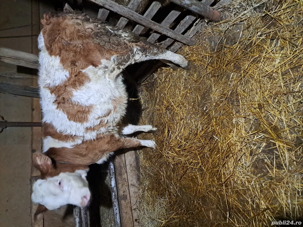 vind o vitea baltata de 3 luni.