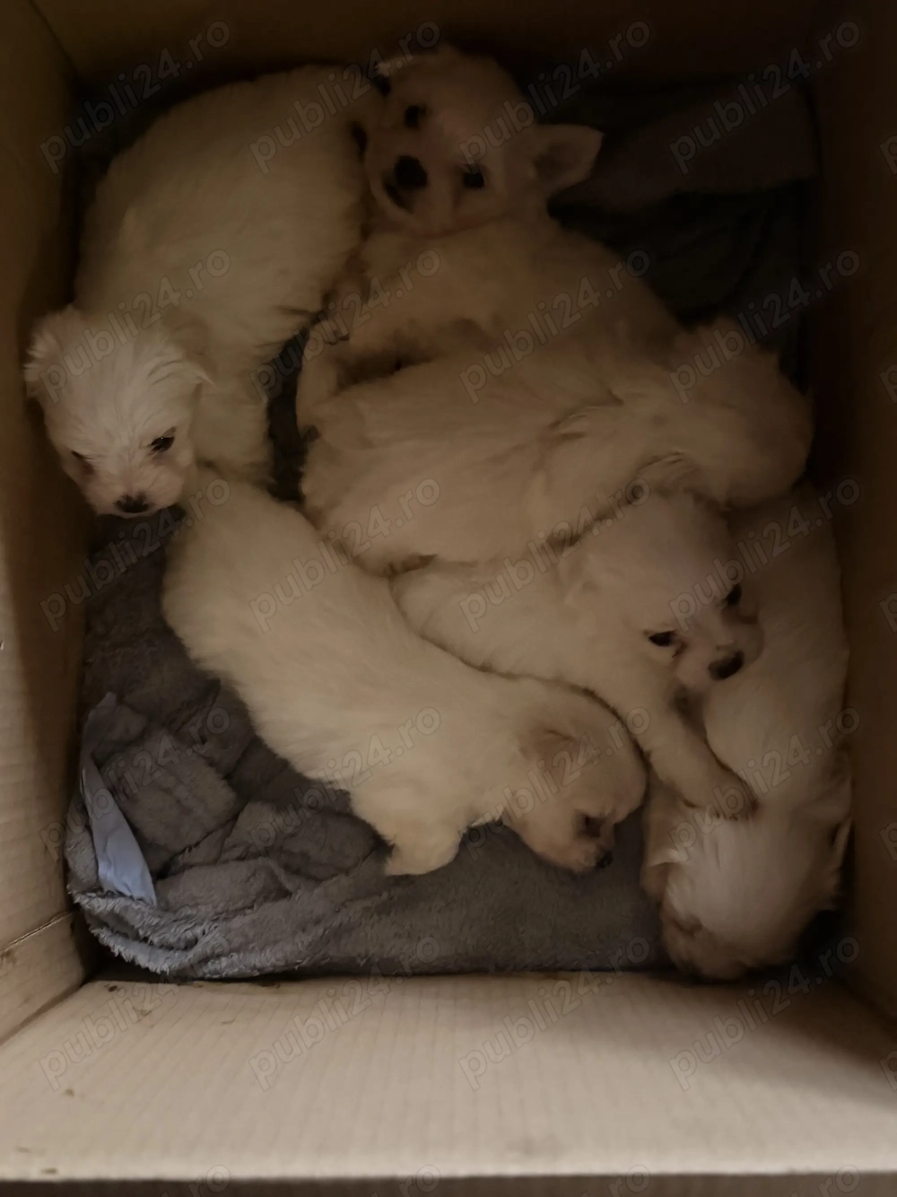 Bichoni de vânzare miny toy 