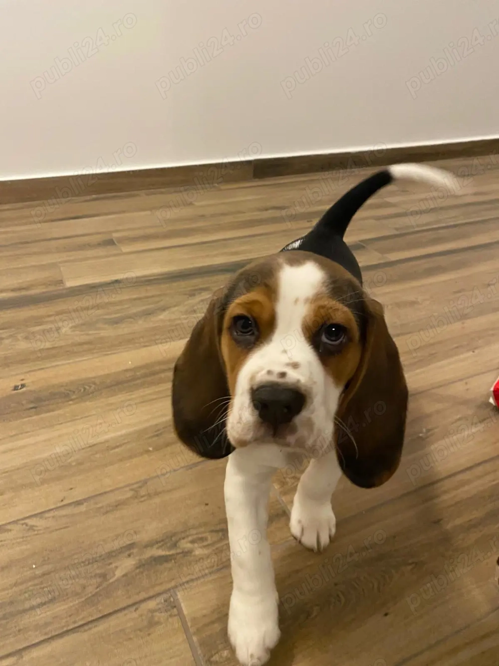 Beagle mascul, 2 luni, vaccinat   caut familie responsabilă