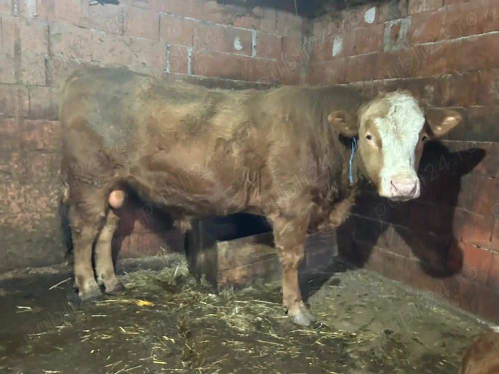 Vânzare rapida tauri și porci