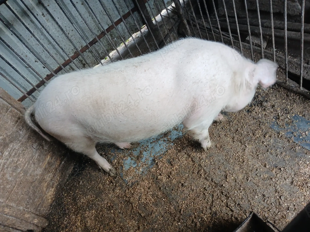 Vand urgent porc 110kg