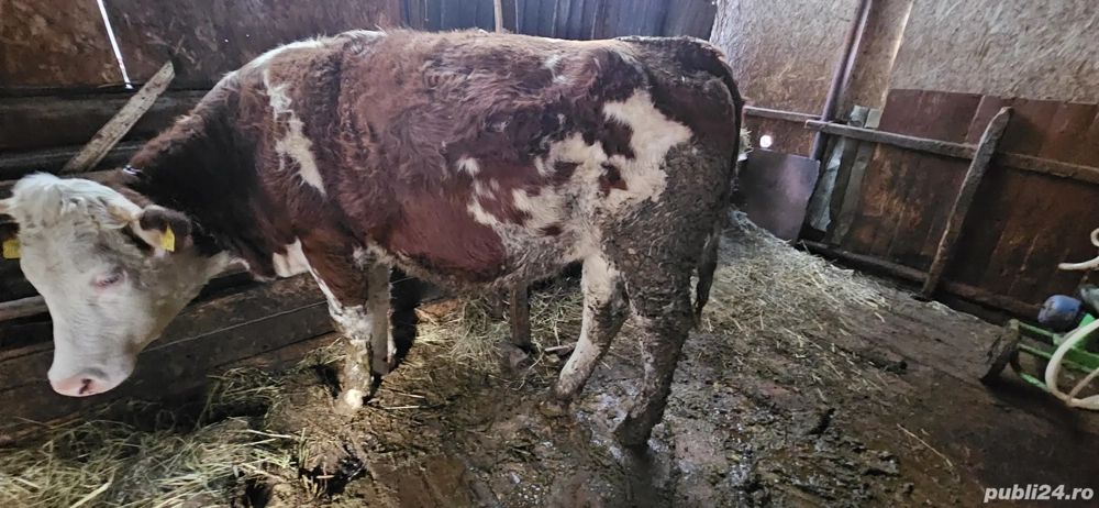 Junincă bălțată românească 