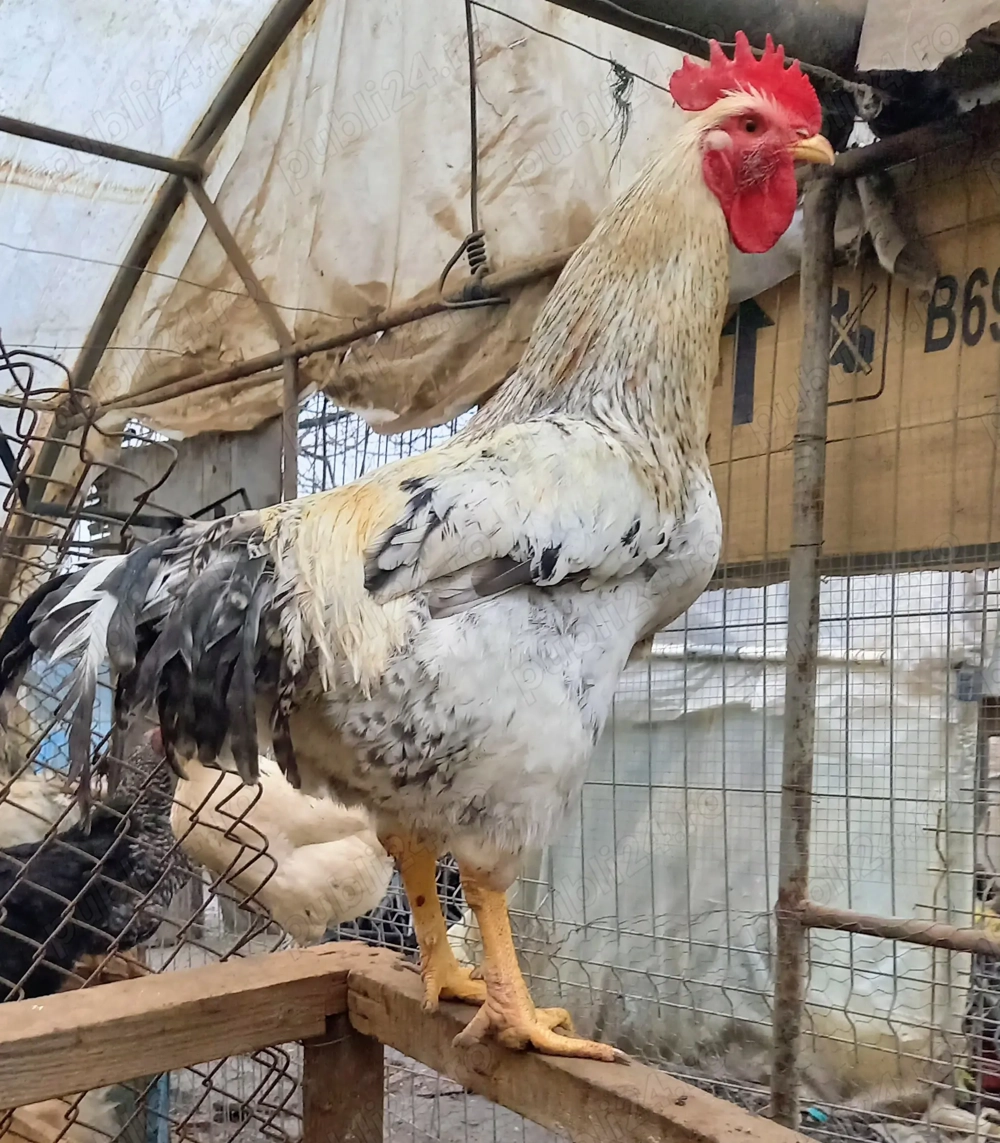 Disponibili15-20 buc. cocosi de țară crescuți natural rasă mixtă !