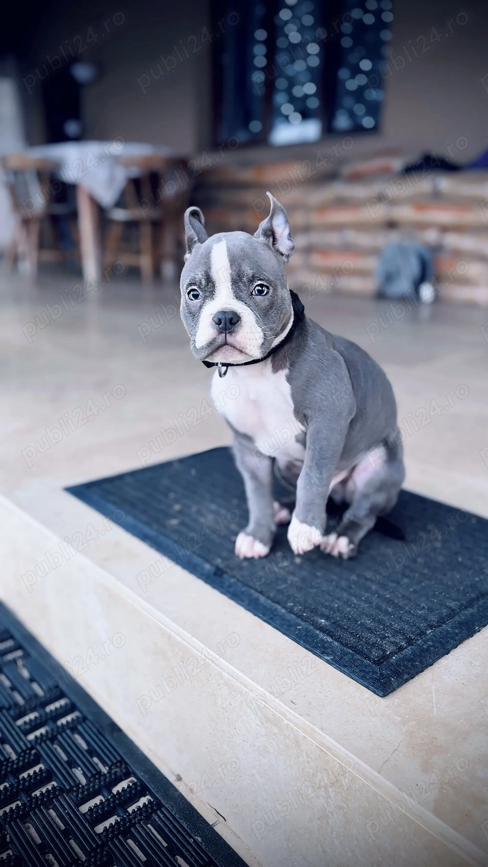 American bully pocket blue