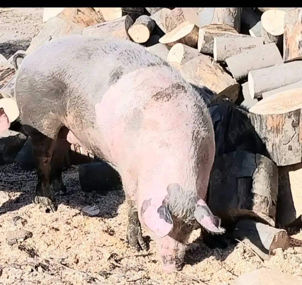 Vând porc,crescut în propria gospodărie 