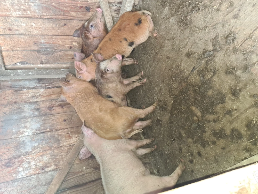 Vand purcei duroc cu marele alb