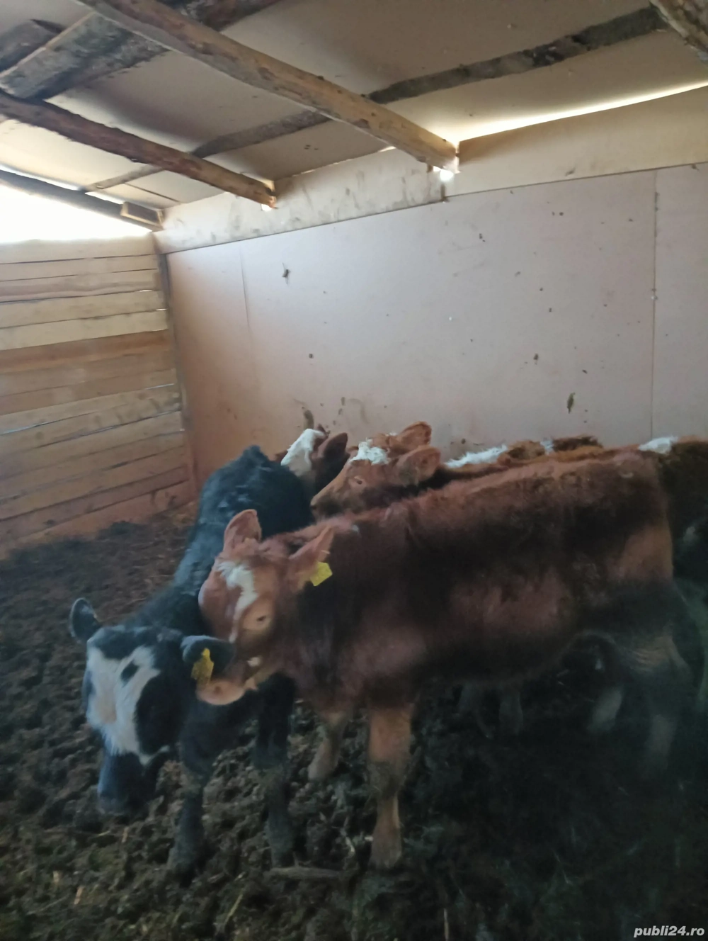 De vanzare tot ce se vede