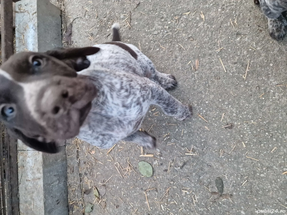 brac german cu păr scurt