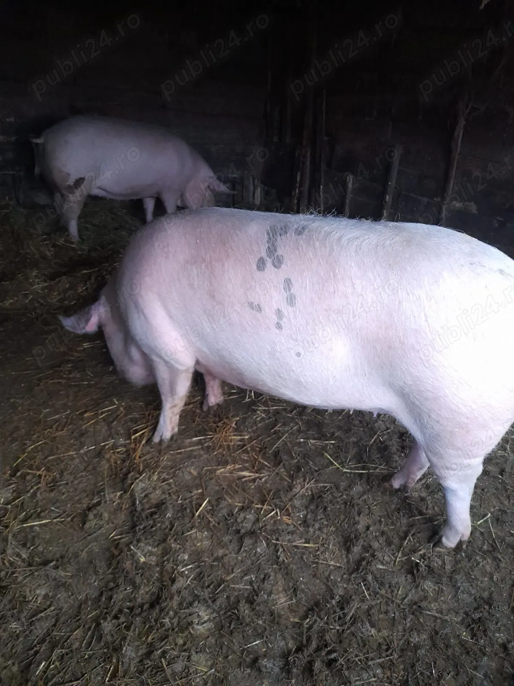 Porci de tăiat. Crescuti 100% natural. 11 lei kg.