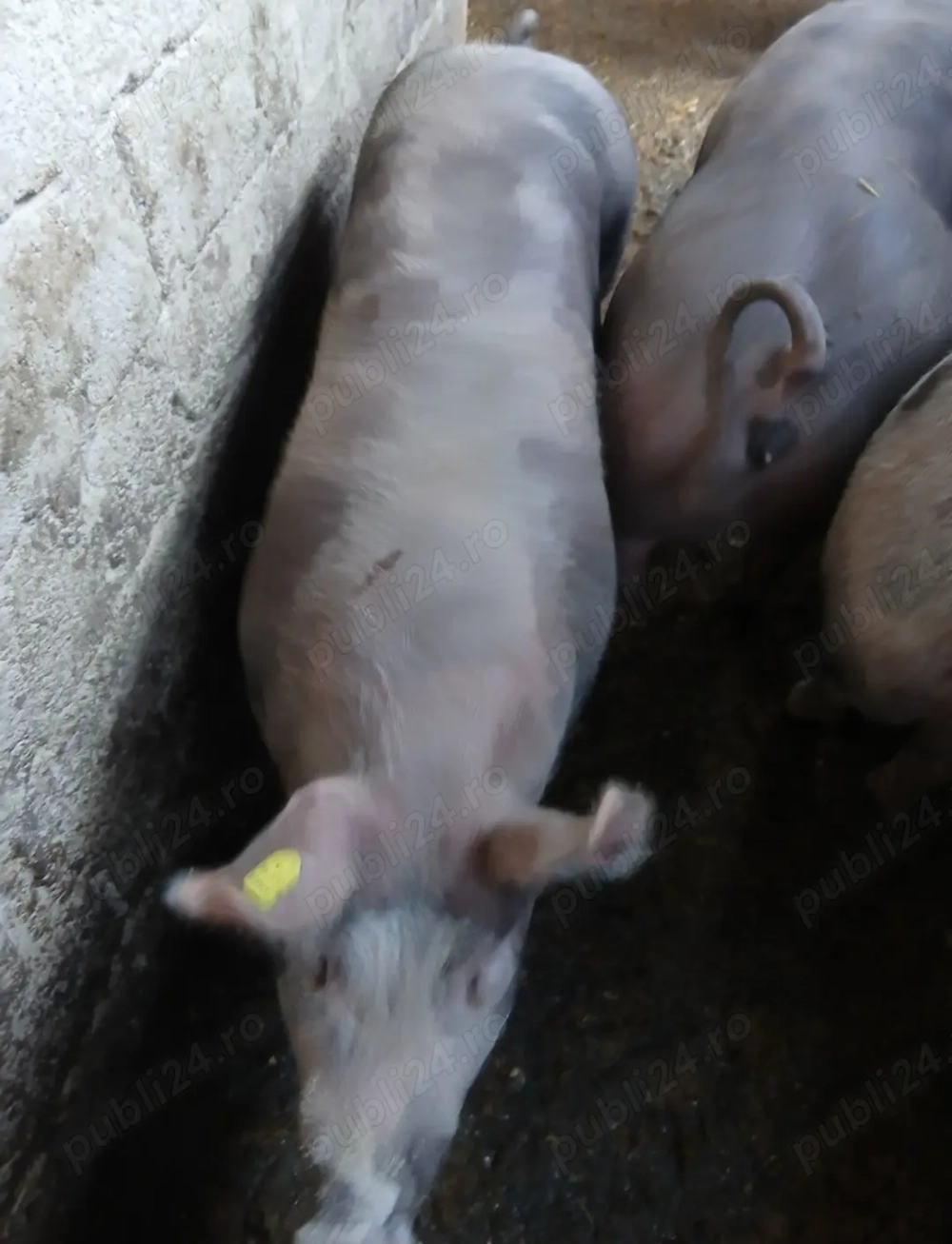 Purcele de vânzare, rasa Pietrain 