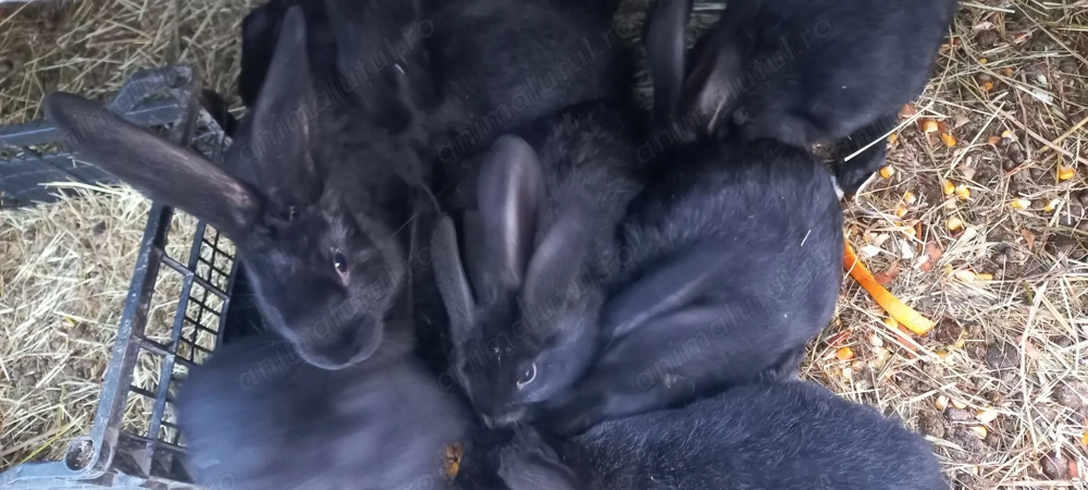 Iepurași 2 luni, negri .