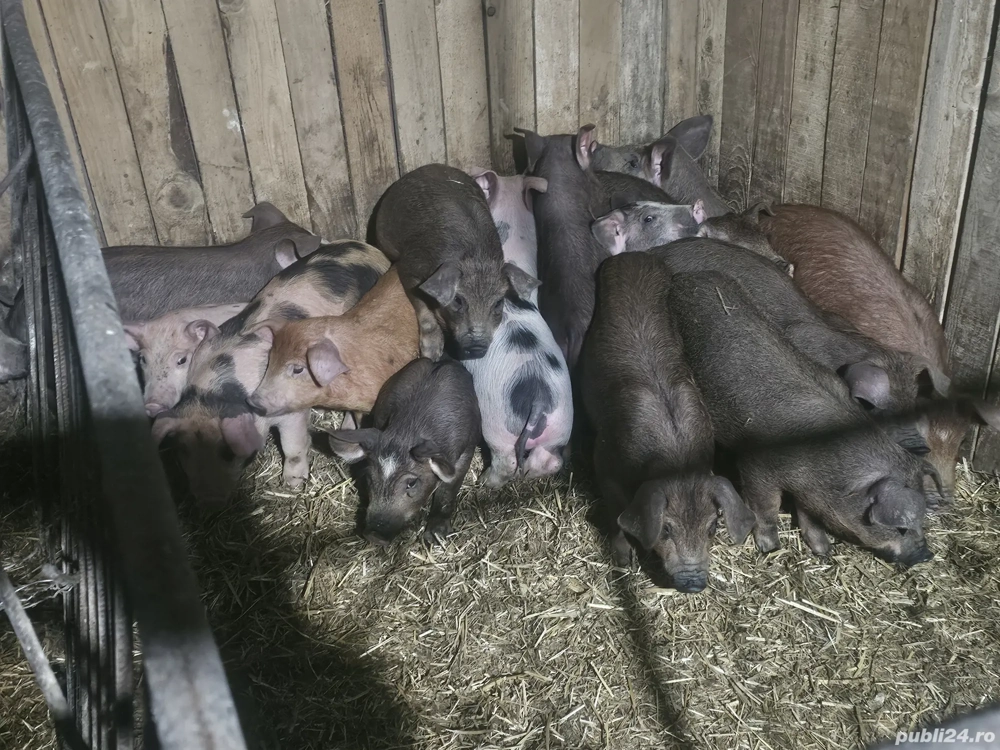 vând 9 purcei de 10 săptămâni rasa de carne Duroc 18-20 kg
